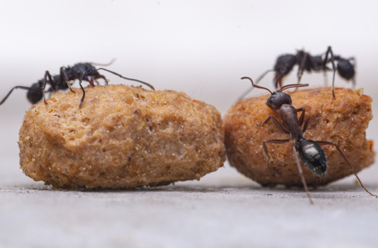 Expert Pest Control Beaumont Image